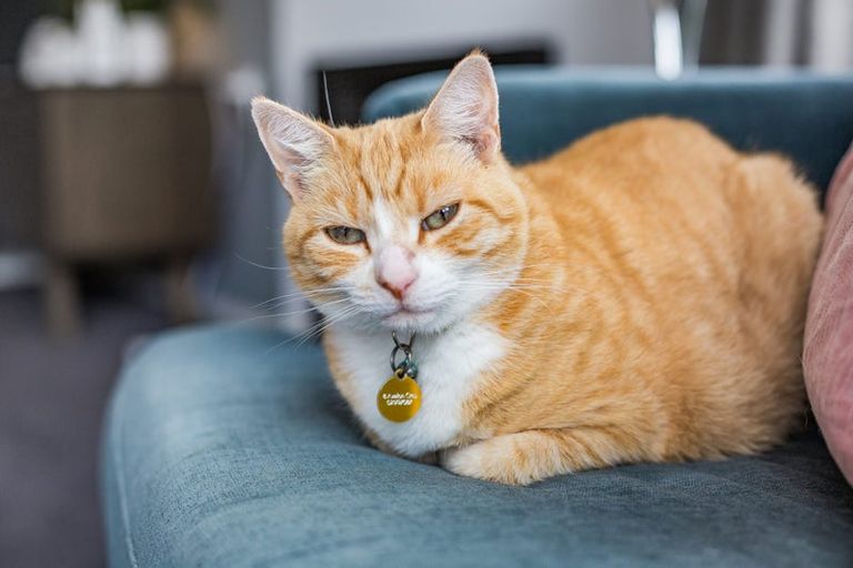 Photo of property in 8 Avalon Crescent, Avalon, Lower Hutt, 5011