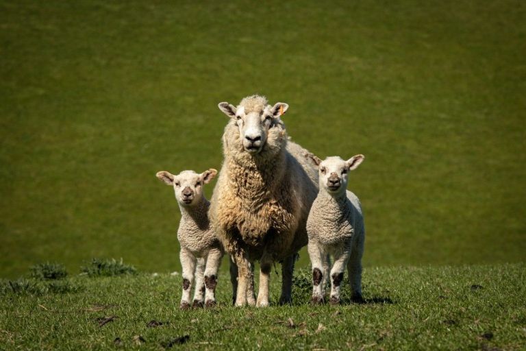 Photo of property in 125-127 Bell Road, Waiwhetu, Lower Hutt, 5010