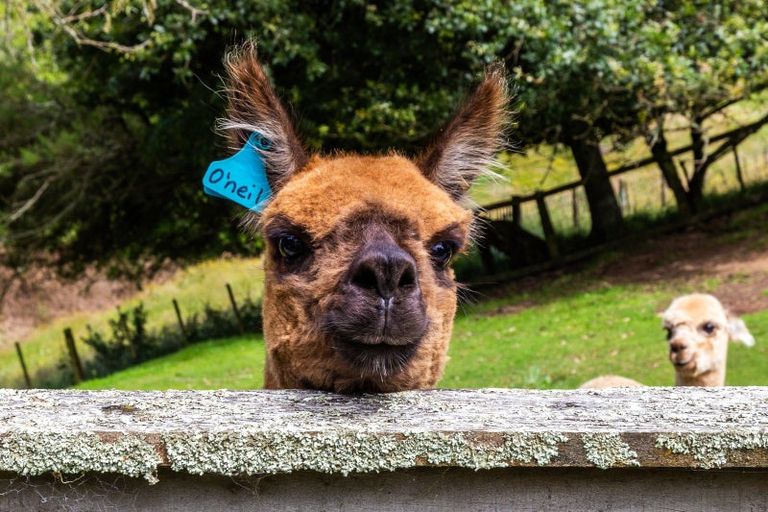 Photo of property in 68 Tangye Road, Oruanui, Taupo, 3384