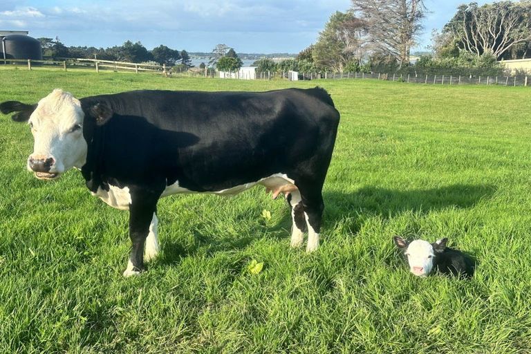 Photo of property in 96 Westhead Road, Pollok, Waiuku, 2683