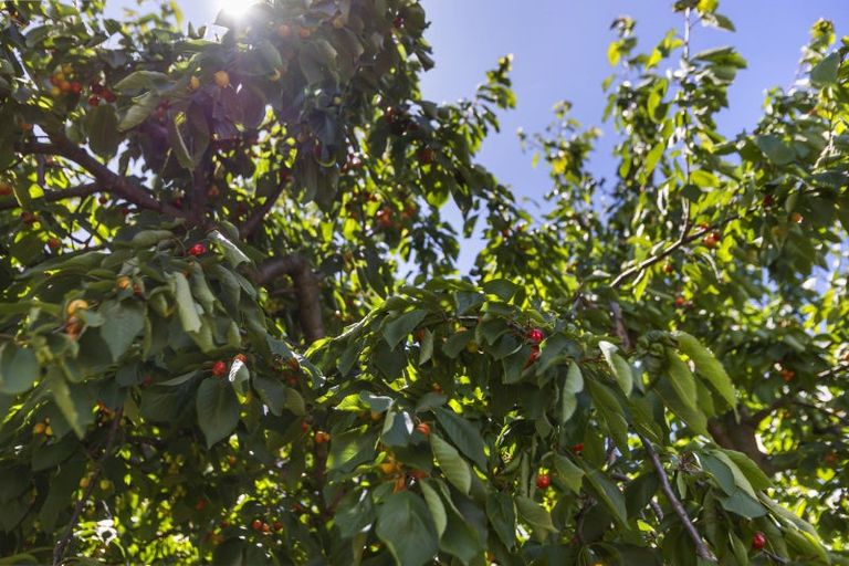 Photo of property in 47 Achil Street, Cromwell, 9310