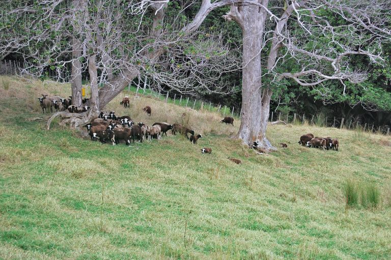 Photo of property in 76 Spindler Road, Wellsford, 0972