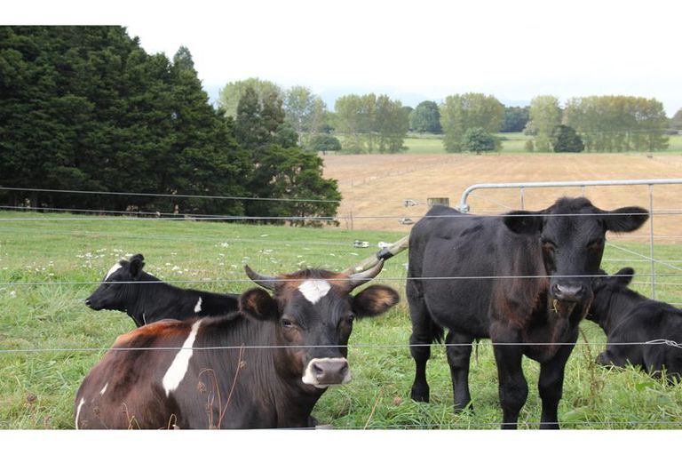 Photo of property in 641 Tokiri Road, Titoki, Whangarei, 0172