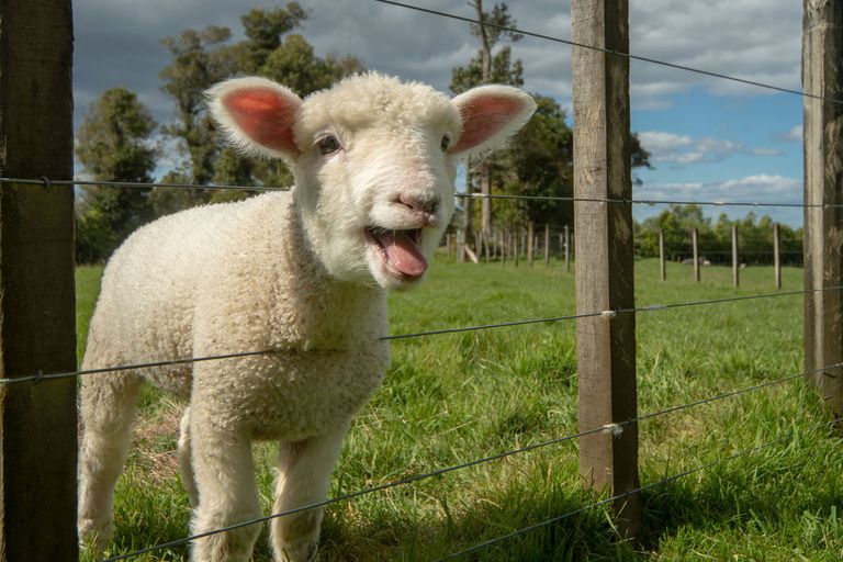 Photo of property in 1039a Work Road, Whakamarama, Katikati, 3181