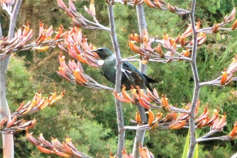 Photo of property in 102 Boons Valley Road, Waikawa, Picton, 7220