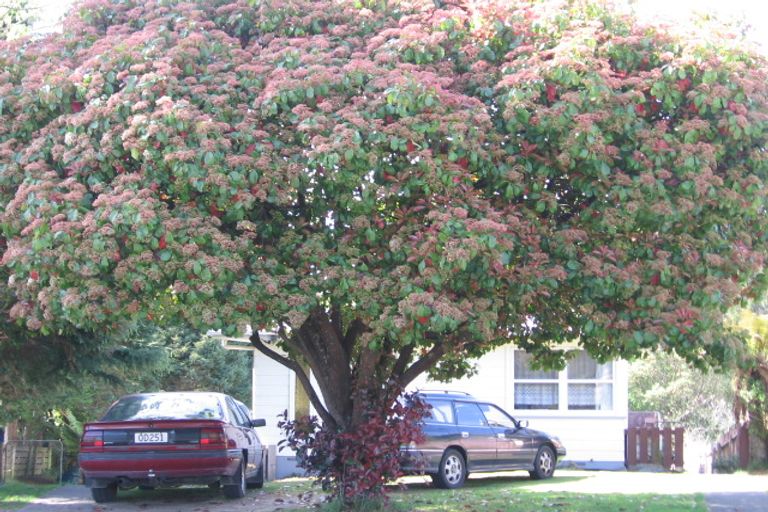 Photo of property in 30 Alison Street, Mangakakahi, Rotorua, 3015
