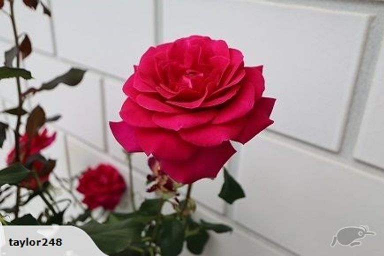 Photo of property in 19a Maire Street, Inglewood, 4330