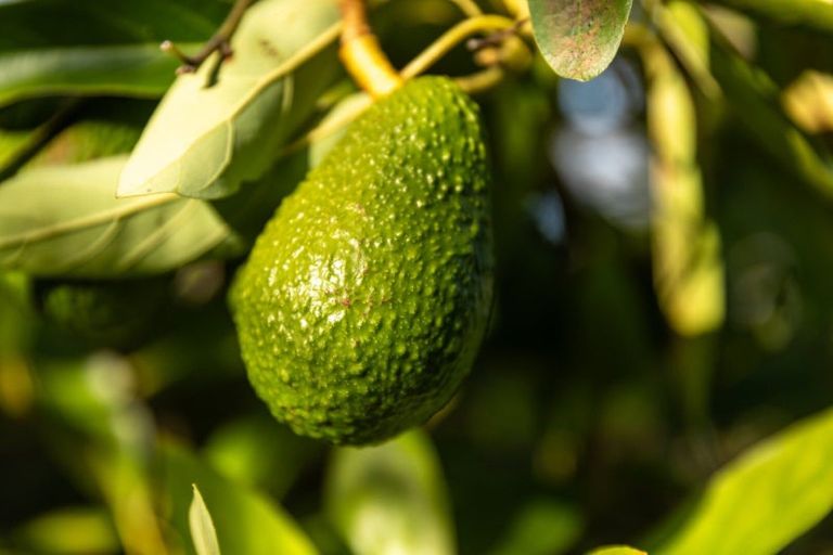 Photo of property in 910 State Highway 2, Tanners Point, Katikati, 3177