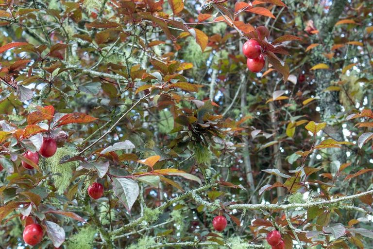 Photo of property in 22 Sawmill Lane, Camerons, Greymouth, 7805