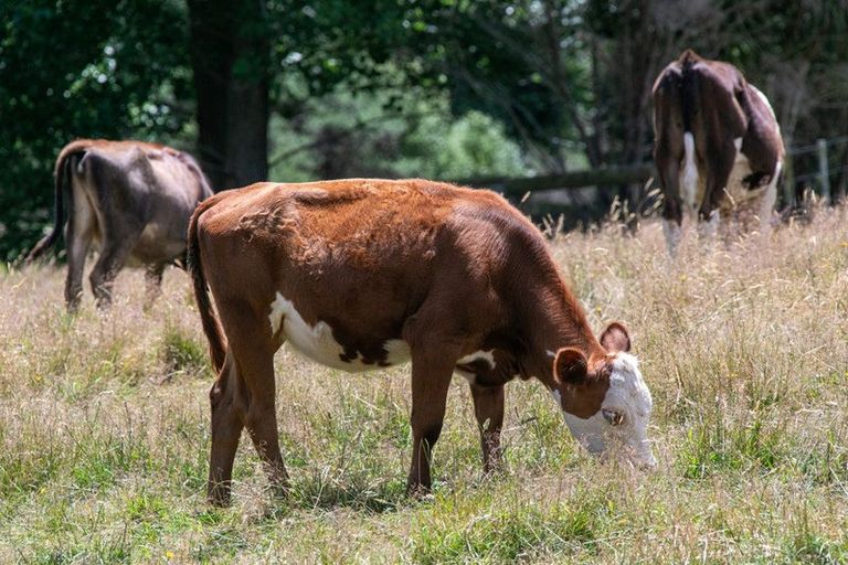 Photo of property in 26c Kauri Lane, Huntly, 3771