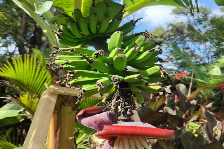 Photo of property in 15 Puriri Place, Tuateawa, Coromandel, 3583