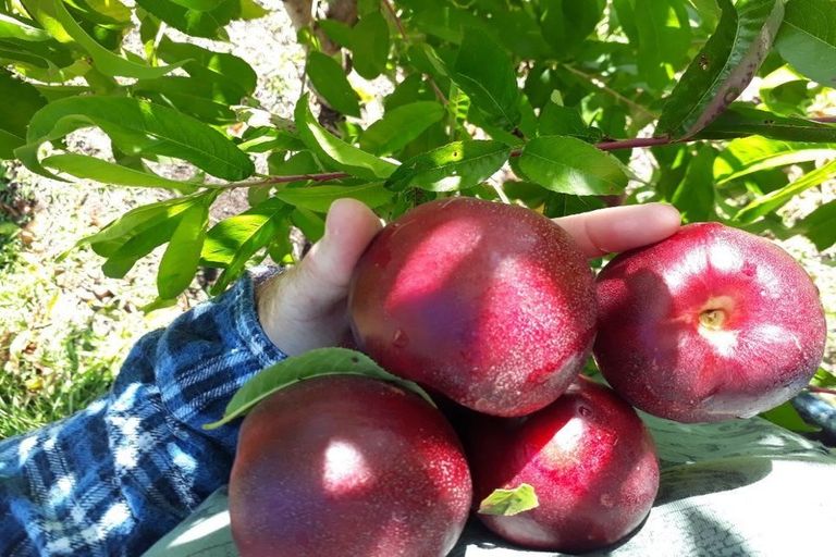 Photo of property in 17 Mccutchan Road, Otakiri, Whakatane, 3193