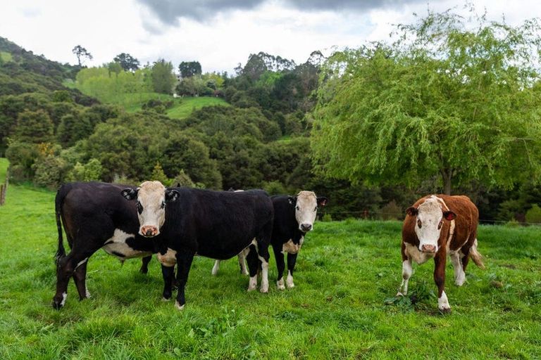 Photo of property in 71 Mangotahi Road, Thames, 3577