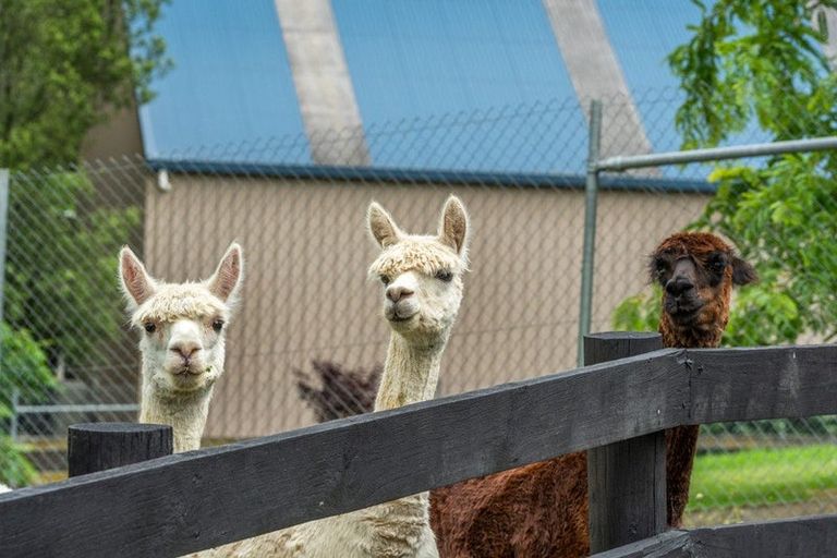 Photo of property in 253 Whitford Road, Shamrock Park, Howick, 2571