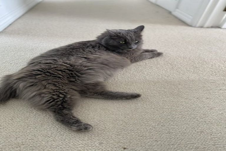 Photo of property in 16f Wither Road, Witherlea, Blenheim, 7201