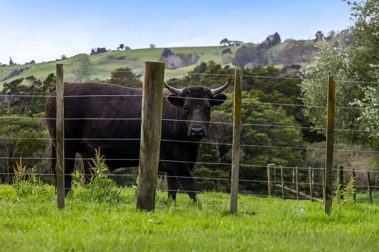 Photo of property in 321 Green Road, Matakana, Warkworth, 0985