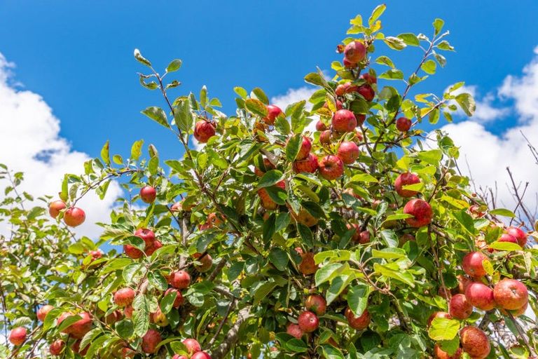 Photo of property in 7 Margaret Street, Levin, 5510