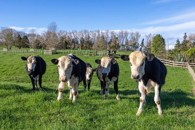 Photo of property in 4953 Ohaupo Road, Te Awamutu, 3879