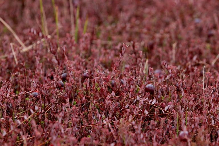 Photo of property in 1218 Old Christchurch Road, Awatuna, Hokitika, 7882