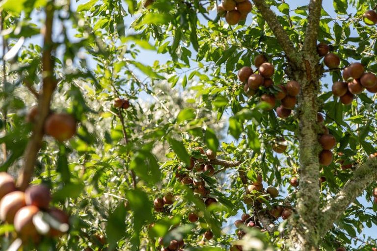 Photo of property in 10a Bridgman Lane, Tanners Point, Katikati, 3177