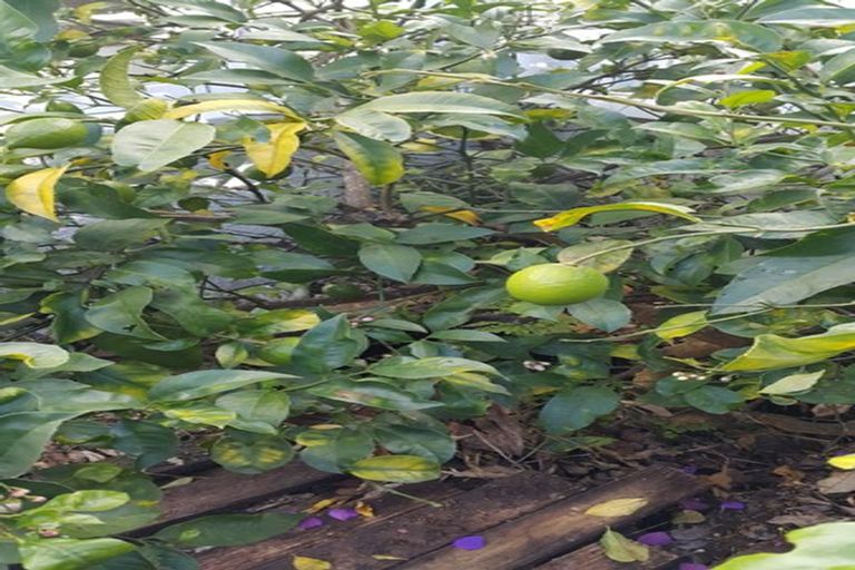 Photo of property in 9 Fowlers Avenue, Frankton, Hamilton, 3204