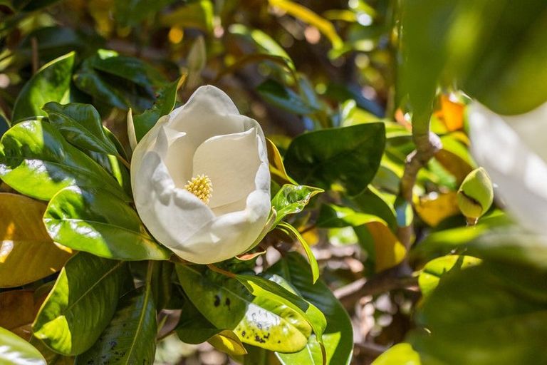 Photo of property in 87b Joseph Banks Drive, Whitby, Porirua, 5024