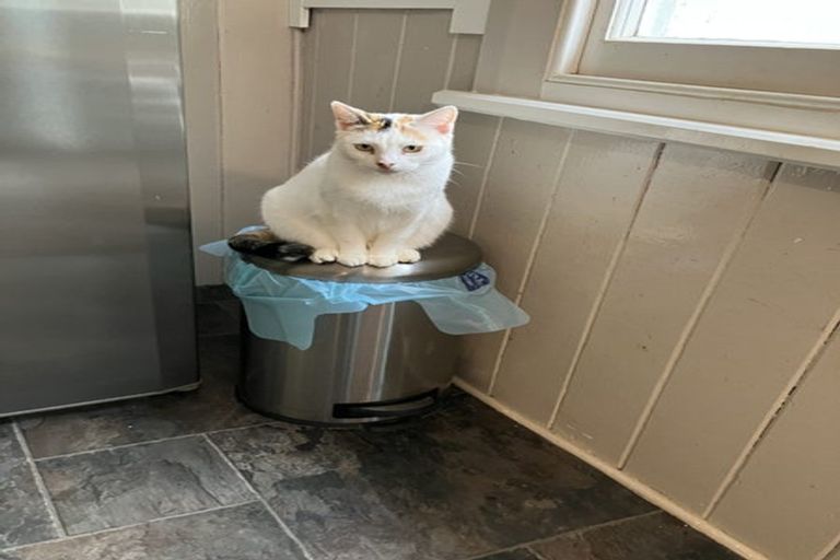 Photo of property in 385 Whangarei Heads Road, Tamaterau, Whangarei, 0174