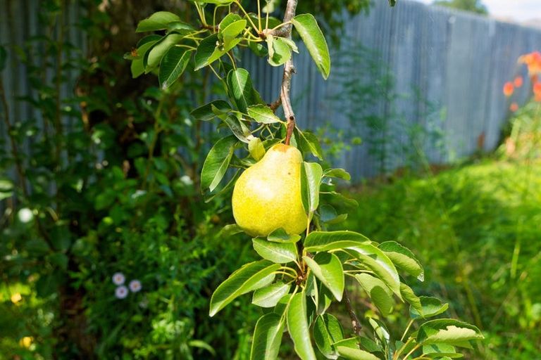 Photo of property in 1235 Parnassus Road, Ferniehurst, Cheviot, 7384