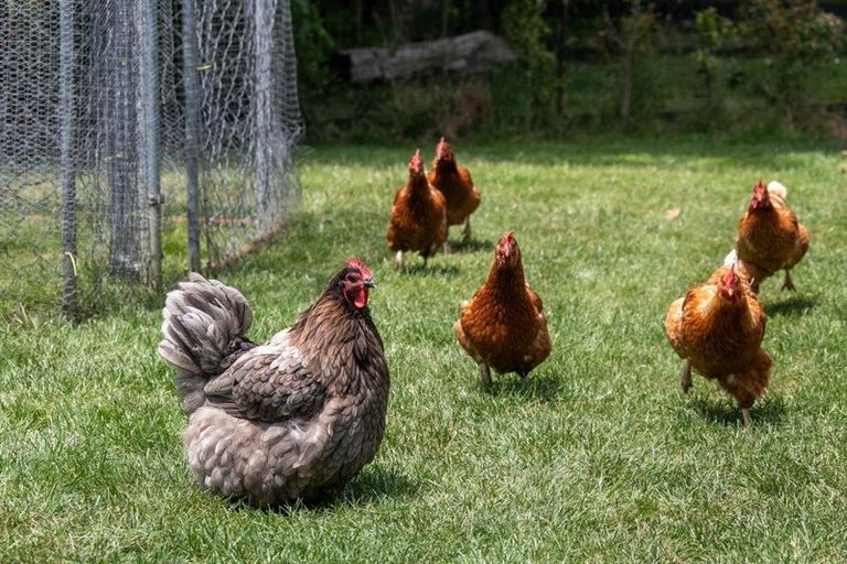 Photo of property in 26c Kauri Lane, Huntly, 3771