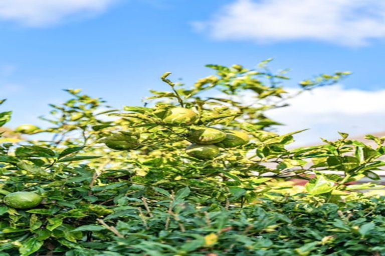 Photo of property in 4/1 Dinniss Avenue, Regent, Whangarei, 0112