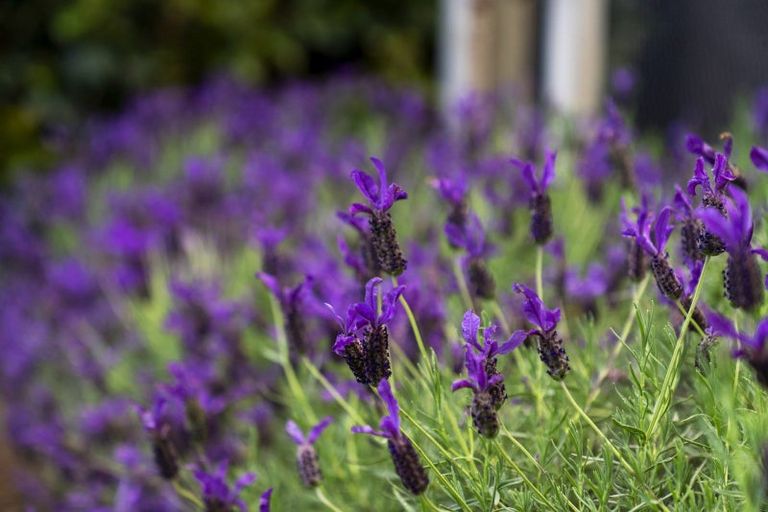 Photo of property in 40 Te Karaka Drive, Te Puna, Tauranga, 3174