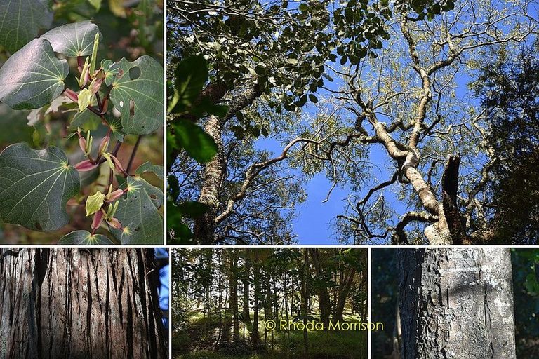 Photo of property in 186 Metcalfe Road, Ranui, Auckland, 0612