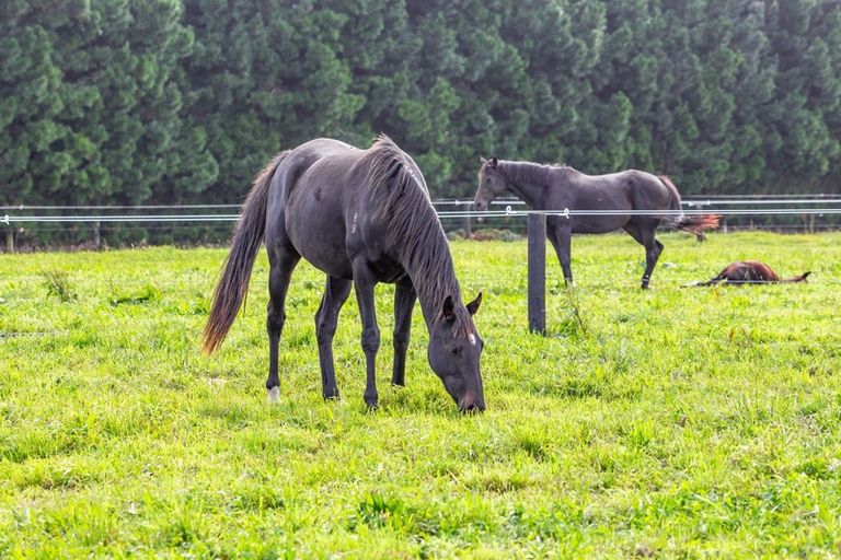 Photo of property in 1/524 Weedons Road, Rolleston, Christchurch, 7678