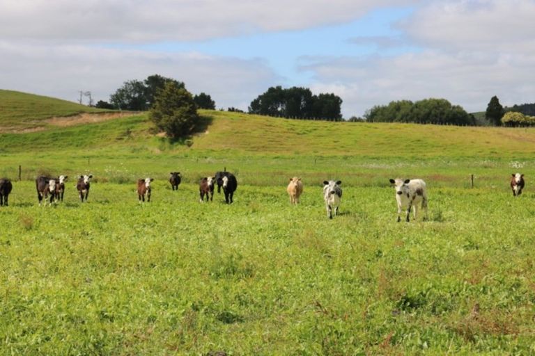 Photo of property in 1008 Tangowahine Valley Road, Tangowahine, Dargaville, 0372