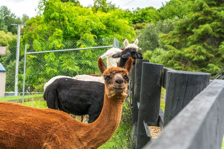 Photo of property in 253 Whitford Road, Shamrock Park, Howick, 2571