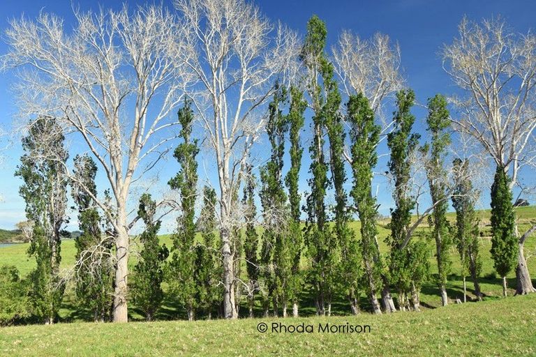 Photo of property in 41 Minnie Casey Rise, Matakohe, 0593