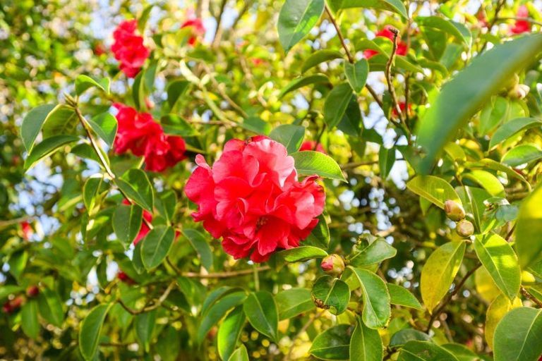 Photo of property in 113 Long Melford Road, Awapuni, Palmerston North, 4412