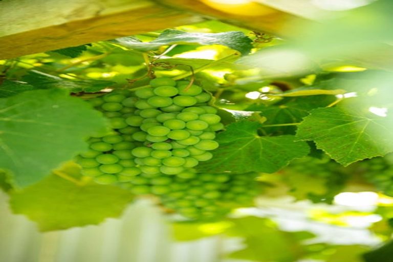 Photo of property in 21 Rhonda Avenue, Deanwell, Hamilton, 3206