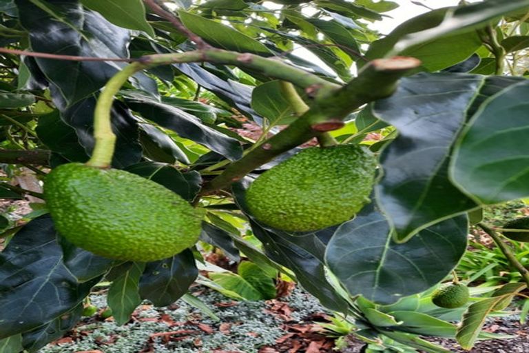 Photo of property in 24 Saint Laurent Way, Ohau, 5570