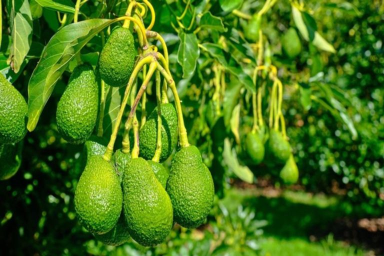 Photo of property in 159 Walker Road East, Aongatete, Katikati, 3178