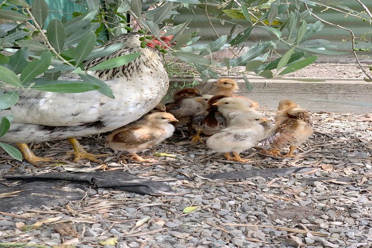 Photo of property in 50 Blicks Road, Renwick, 7204