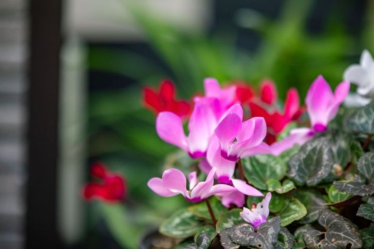 Photo of property in 11b Yanicks Crescent, Fitzroy, Hamilton, 3206