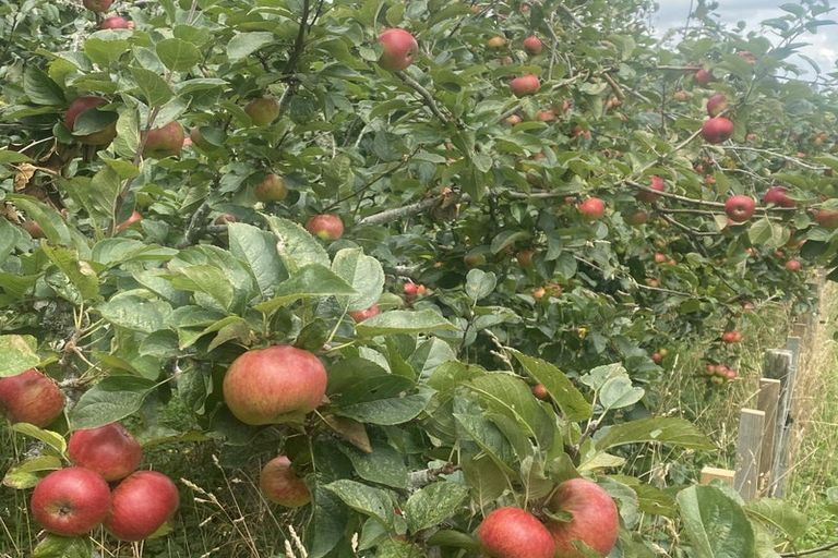 Photo of property in 104 Tauranga Direct Road, Hamurana, Rotorua, 3096