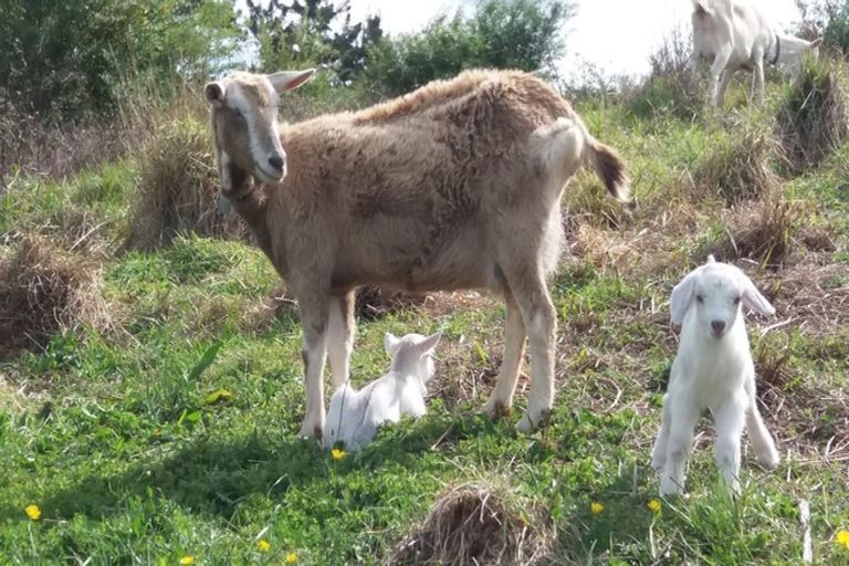 Photo of property in 44 Slater Road, Ruawaro, Huntly, 3772