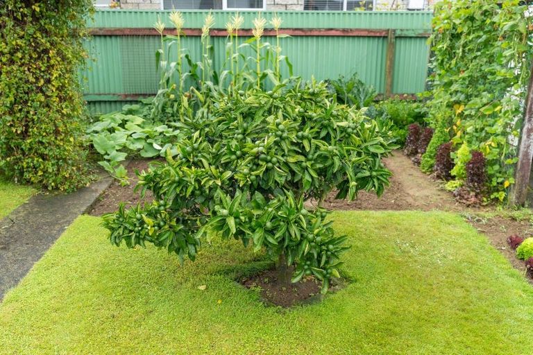 Photo of property in 9 Chester Street, Levin, 5510