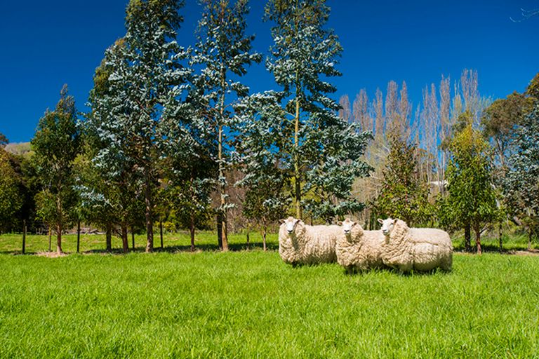 Photo of property in 8 Hacche Road, Outer Kaiti, Gisborne, 4010