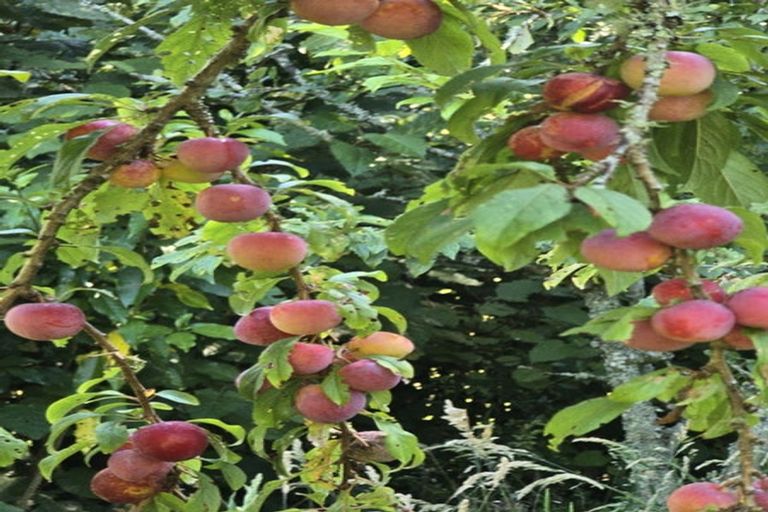 Photo of property in 177b Old Kaimai Road, Lower Kaimai, Tauranga, 3171