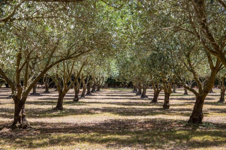 Photo of property in 399a Lake Ferry Road, Dyerville, Martinborough, 5781