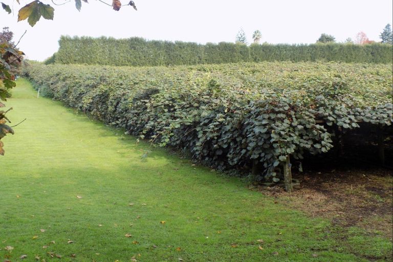 Photo of property in 36 Echo Valley Way, Tauriko, Tauranga, 3110