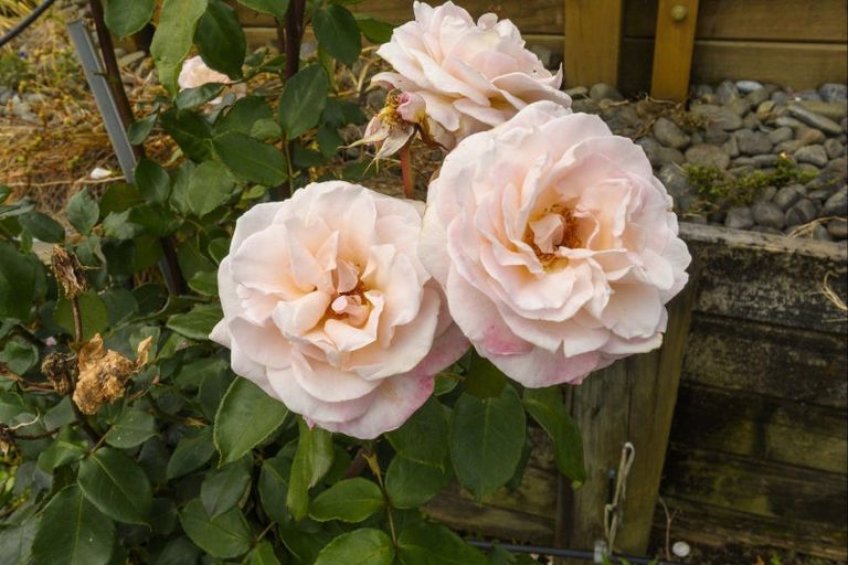 Photo of property in 15 Rowesdale Drive, Ohauiti, Tauranga, 3112